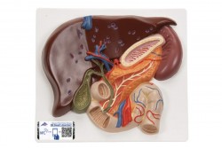 Model wątroby z pęcherzykiem żółciowym, trzustką i dwunastnicą - 3B Smart Anatomy - 1008550 [VE315]